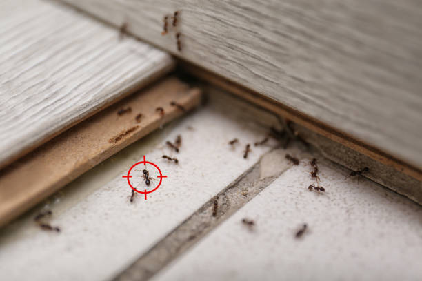 Best Wildlife Control Services  in Apple Valley, UT