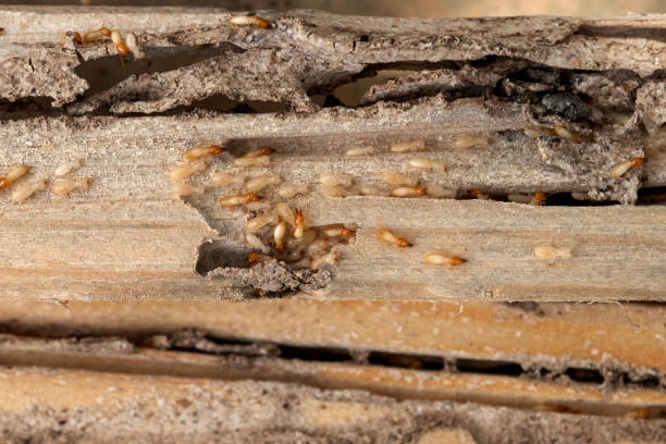 Professional Pest Control in Apple Valley, UT
